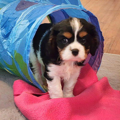 Puppy 41