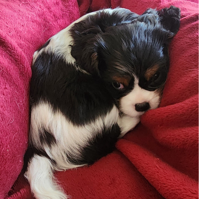 Puppy 42