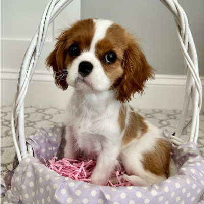 Puppy 6